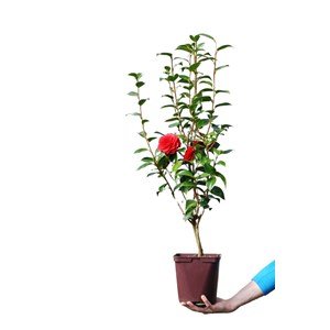 Camélia 'roger hall' taille du pot - en