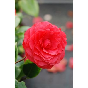 Camélia 'roger hall' taille du pot - en
