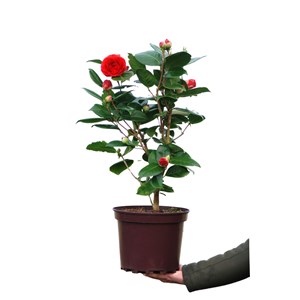 Camélia 'roger hall' taille du pot - en