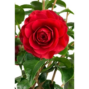 Camélia 'roger hall' taille du pot - en