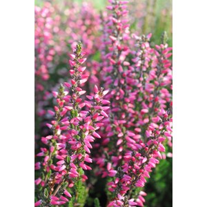 Bruyère d'été 'athena' taille du pot - en pot de 1 litre