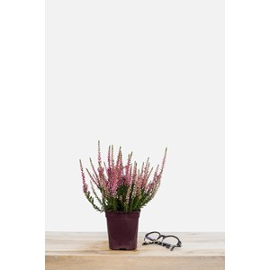 Bruyère d'été 'athena' taille du pot