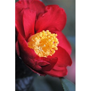 Camélia 'san dimas' taille du pot - en pot de 4 litres (hauteur 30&nbsp;40 cm)