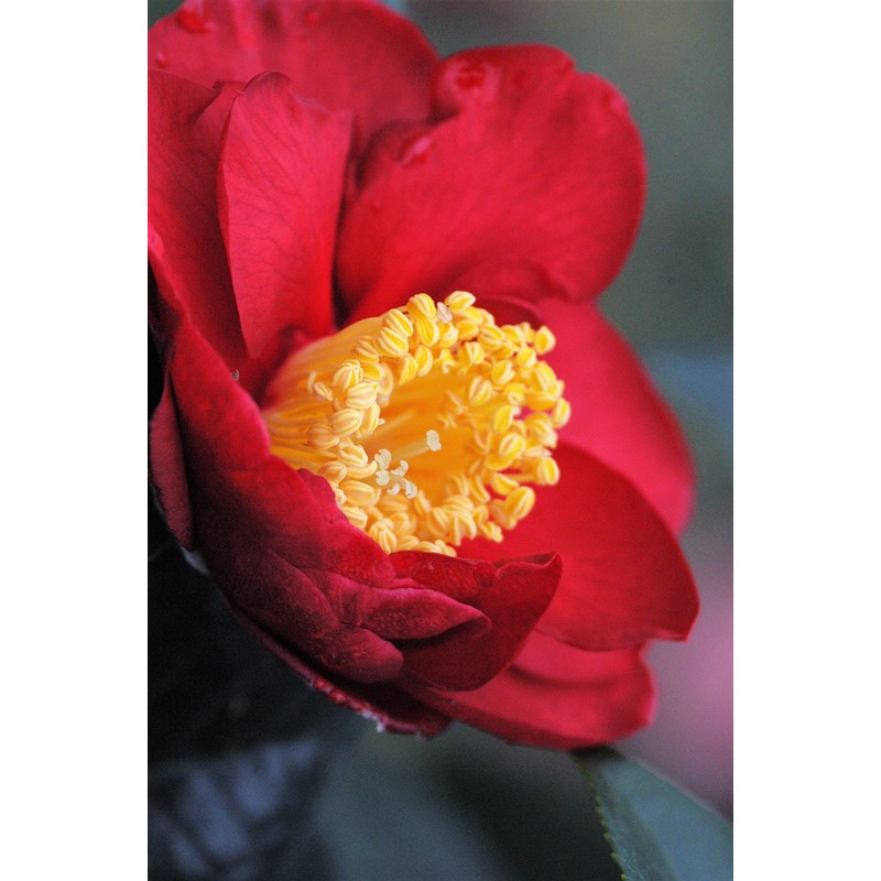 Camélia 'san dimas' taille du pot - en pot de 4 litres (hauteur 30&nbsp;40 cm)