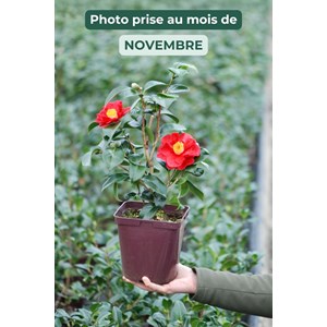 Camélia 'san dimas' taille du pot - en