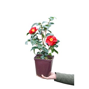 Camélia 'san dimas' taille du pot - en