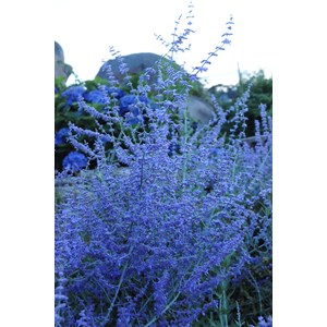 Sauge d'afghanistan 'blue spire' taille du pot - en pot de 3 litres