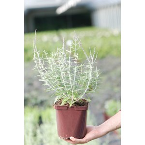 Sauge d'afghanistan 'blue spire' taille