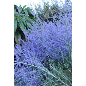 Sauge d'afghanistan 'blue spire' taille