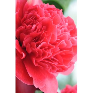 Camélia 'takanini' taille du pot - en p