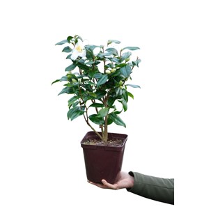 Camélia 'amzer névez ' taille du pot -