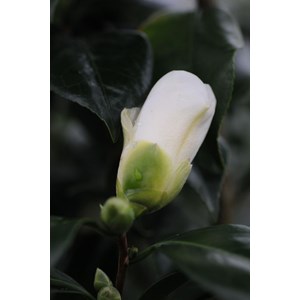 Camélia 'amzer névez ' taille du pot -