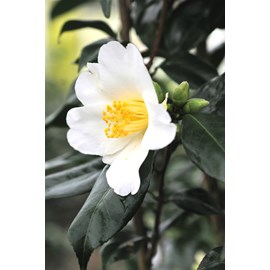 Camélia 'amzer névez ' taille du pot -