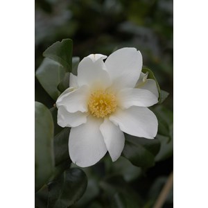 Camélia 'amzer névez ' taille du pot -