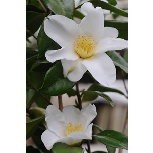 Camélia 'amzer névez ' taille du pot -