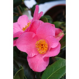 Camélia 'anne marie pichon' taille du p