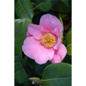 Camélia 'anne marie pichon' taille du p