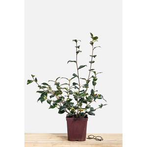 Camélia 'anne marie pichon' taille du p