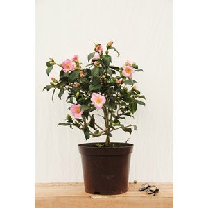 Camélia 'anne marie pichon' taille du p