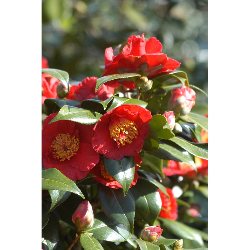 Camelia 'bleunienn an trev' taille du po