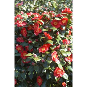 Camelia 'bleunienn an trev' taille du po