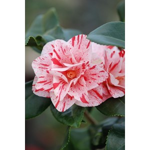 Camélia 'betty foy sanders' taille du p