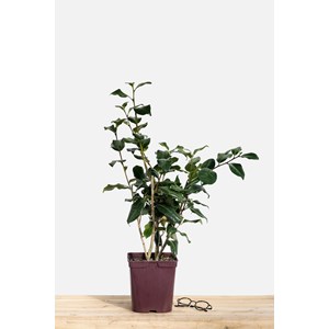 Camélia 'betty foy sanders' taille du p