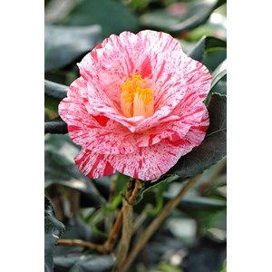 Camélia 'betty foy sanders' taille du p