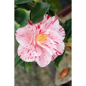 Camélia 'betty foy sanders' taille du p