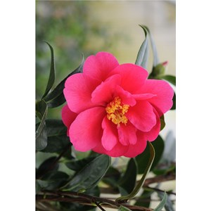 Camélia 'illumination' taille du pot -