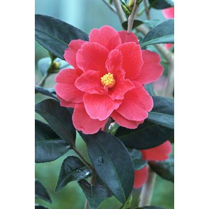 Camélia 'illumination' taille du pot -