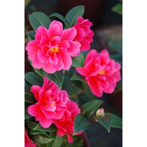 Camélia 'illumination' taille du pot -