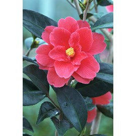 Camélia 'illumination' taille du pot -