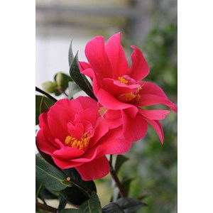 Camélia 'illumination' taille du pot -