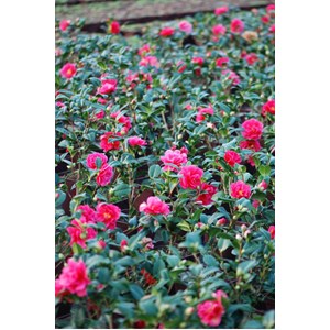 Camélia 'illumination' taille du pot - en pot de 1 litre