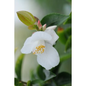 Camélia 'transnokoensis' taille du pot