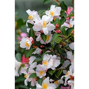 Camélia 'transnokoensis' taille du pot