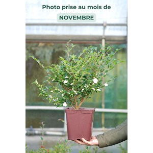 Camélia 'transnokoensis' taille du pot