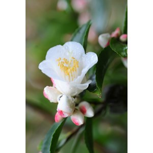 Camélia 'transnokoensis' taille du pot