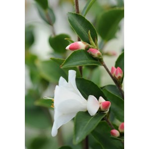 Camélia 'transnokoensis' taille du pot