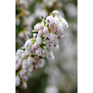 Bruyère arbustive 'pink joy' taille du pot - en pot de 3 litres