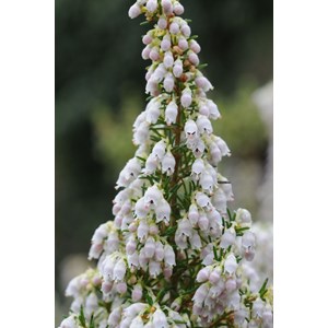 Bruyère arbustive 'pink joy' taille du