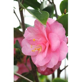 Camélia 'spring festival' taille du pot