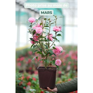 Camélia 'spring festival' taille du pot