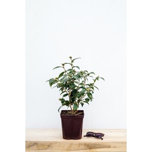 Camélia 'spring festival' taille du pot