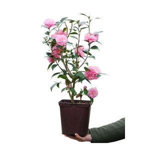 Camélia 'spring festival' taille du pot