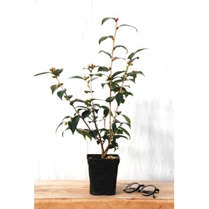 Camélia 'spring festival' taille du pot