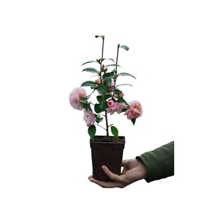 Camélia 'spring festival' taille du pot