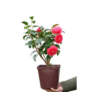 Camélia 'spring formal' taille du pot -