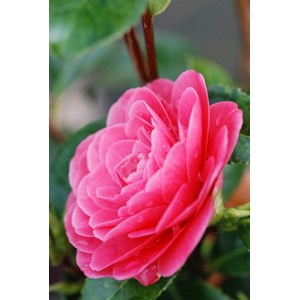 Camélia 'spring formal' taille du pot -